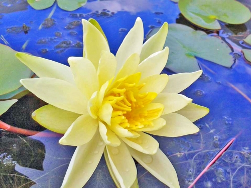 Preview: Seerose Sonnen-Gelb